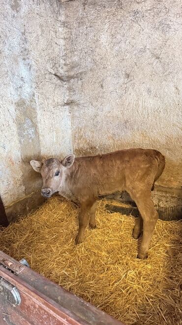 Собаки: Продаю | Тёлка | Швицкая | Для молока — 2