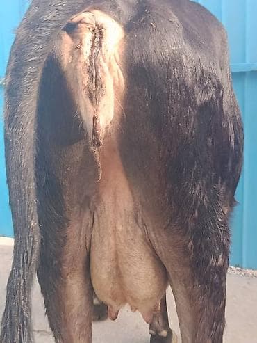 кара джигач: Продаю | Корова (самка) | Для молока — 4