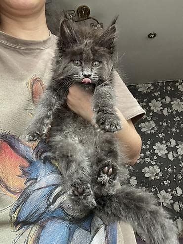 кошка британская вислоухая: Мощный эксклюзивный котята Майн куны полидактилия,Ярко выраженные — 6
