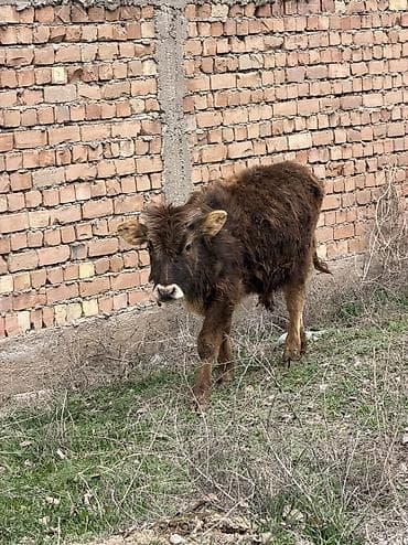 кел кел: Сатам | Бука (эркек) | Аргын, Голштин, Алатоолук — 2