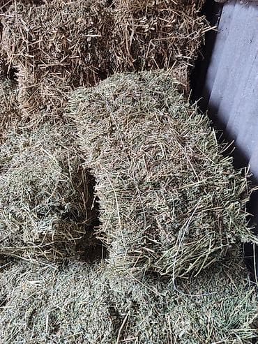 Кемирүүчүлөр: Продаю тюки — 1