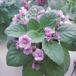 укорененные листики фиалок: Листовые черенки фиалок по 15 сом •"Кристалл Сваровски", свежий срез — 10