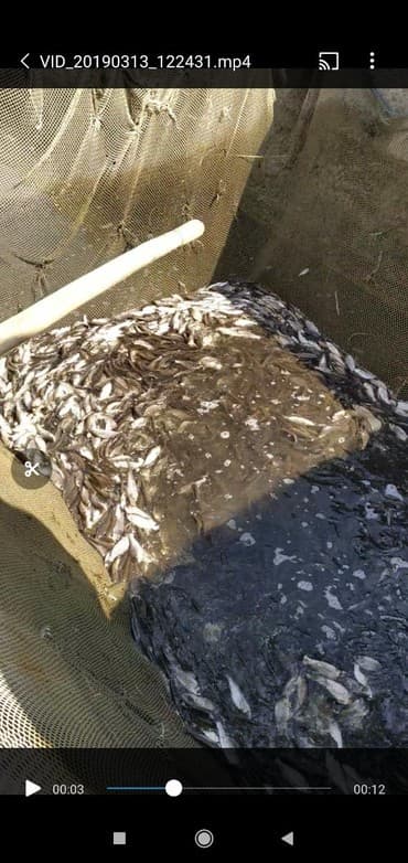 оптом товары: Малек. Амур, Карп, Толстолоб, Оптом.Оптом принимаем заказы есть — 3