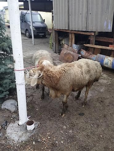 жаны асый: Сатам | Ургаачы кой (ургаачы) | Көбөйтүү үчүн — 2