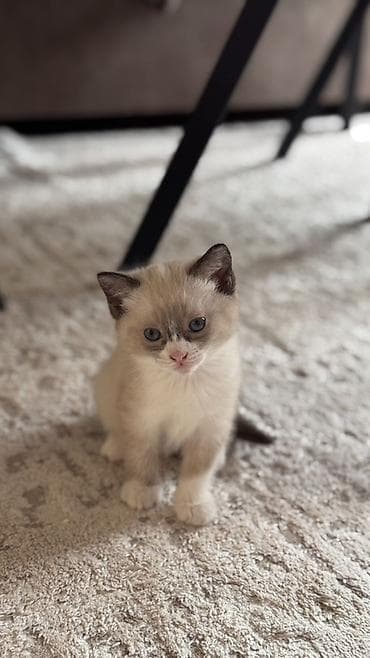 scottish fold: Котята с голубыми глазами, окрасы поинт/сил-поинт. На фото — игривые — 6