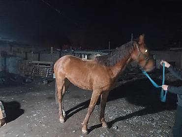 собаки лайки: Продаю | Жеребец | Рабочий — 7