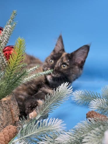 Мейн-кун, окраc черепаховый (tortoiseshell). - Порода: Maine Coon —