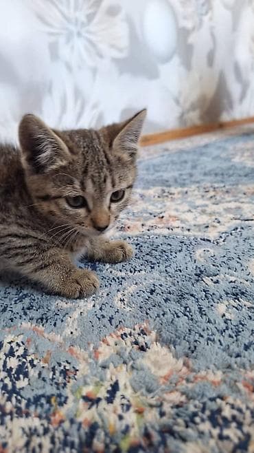 сколько стоит мальтипу мини: Продаётся котёнок, 2 месяца есть очень хорошо (супы каши ), ходит — 7