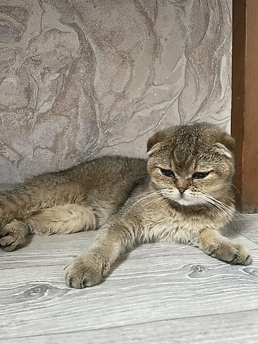 Үй жаныбарлары: Скотиш Фолд (Шотландиялык шалпаң кулак), 3 айлык, Ургаачы, Лотокко барууга үйрөтүлгөн, Курттардан тазаланган, Эмделген — 5