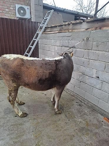 симентал коровы: Продаю | Корова (самка) | Для молока — 7