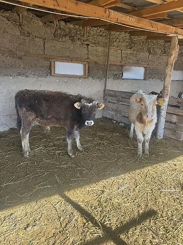 улар сатылат: Сатам | Бука (эркек) | Алатоолук, Бельгия, Аргын | Көбөйтүү үчүн | Байланган — 5