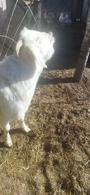 Зоотовары: Продаю | Козёл (самец) | Битал | Для разведения | Племенные — 3