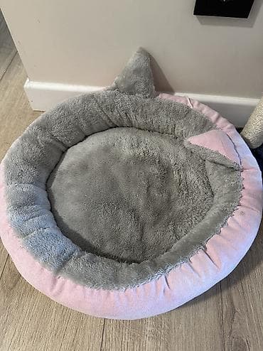 купить кошку: Кошка даром: Беспородная, 7 месяцев, Девочка, Приучена к лотку — 5