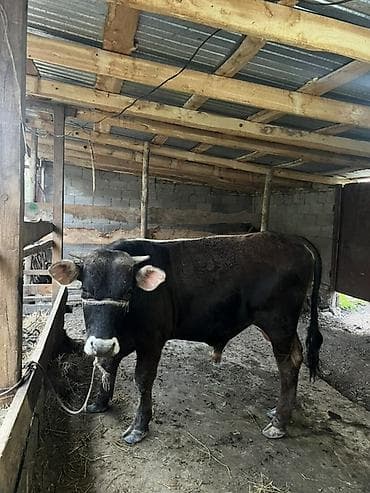 молочная карова: Продаю | Бык (самец) | На откорм | Привязанные — 3