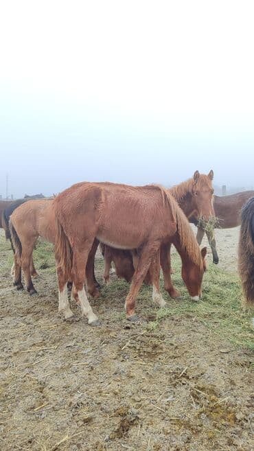 животные для дома: Продаю | Кобыла (самка) — 1