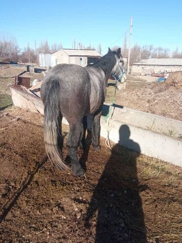 Сатам | Жылкы (эркек) | Жумушка — 1