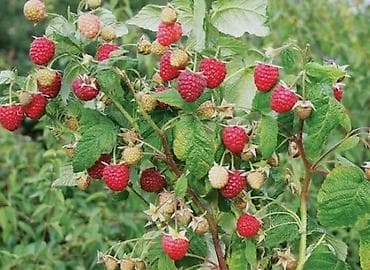 Малина — саженцы (ремонтантный тип) Описание: - Кусты компактные, с