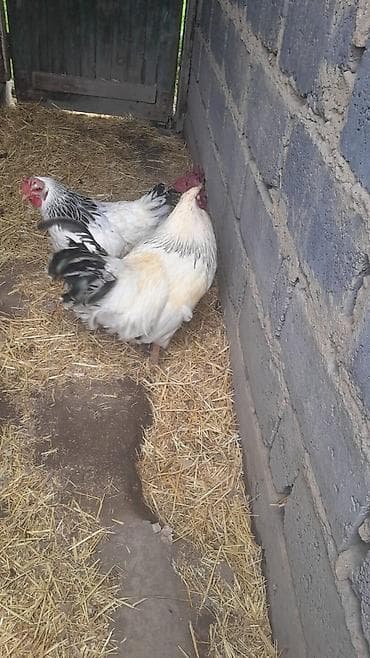 chi su: Продаю | Куры | Суссекс | Для разведения — 4