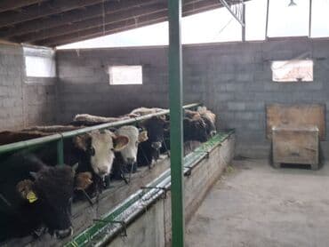 LDV: Сатам | Бука (эркек) | Швиц | Бордоп семиртүү үчүн | Асыл тукумдуу — 9