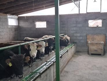 кукуруза батва: Продаю | Бык (самец) | На откорм | Привязанные — 9