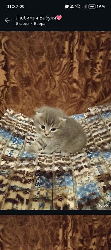Кошка даром: Британская короткошёрстная, 2 месяца, Мальчик
