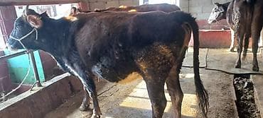 лабрадор ретривер цена: Продаю | Корова (самка) | Для разведения | Привязанные — 4