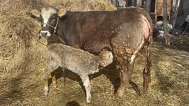 корово: Продаю | Корова (самка) | Полукровка | Для разведения, Для молока — 2