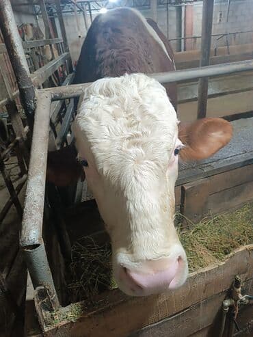 купить бельгийскую овчарку малинуа: Продаю | Бык (самец) | Для разведения | Племенные — 5