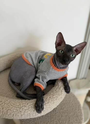 куда можно отдать кошку в бишкеке: Сфинкс, 7 месяцев, Мальчик, Голубой, Приучена к лотку, Проглистована — 1