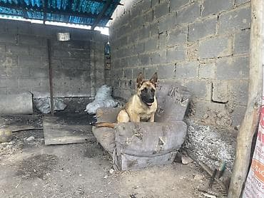 золотой ретривер щенок: Собака даром: Бельгийская овчарка, 6 месяцев, Самец — 2