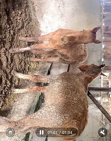 сатам алмашам: Сатам | Тай | Дончак | Көбөйтүү үчүн | Асыл тукумдуу — 6