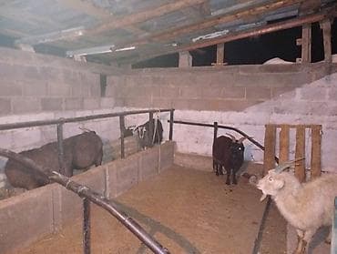 козу срочно: Продаю | Коза (самка), Козлёнок | Для разведения | Котные — 2