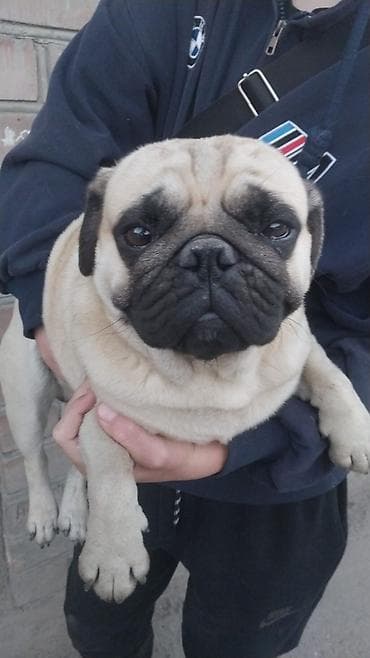 щенки бельгийская овчарка: Порода: мопс, окрас бежевый (фаун) с темной маской. Описание: торг — 6