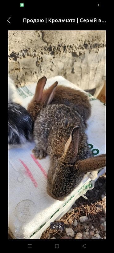 Зоотовары: Продаю | Крольчата | Для разведения — 4