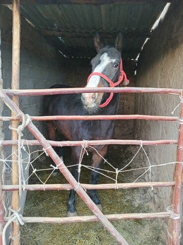 кызыл октябрь: Сатам | Бээ (ургаачы) | Союуга, Көбөйтүү үчүн, Жумушка — 4