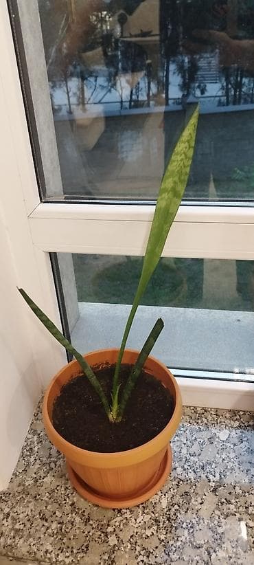 Драцены и Сансевиерии: Сансевиерия (Sansevieria, «щучий хвост»), комнатное растение в горшке — 2