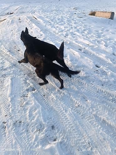 щенки породы акита ину: Две молодые собаки черного окраса. Описание: - Активные, подвижные, с — 4