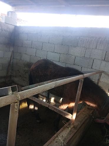 козел для случки: Продаю | Жеребенок | Для разведения — 4