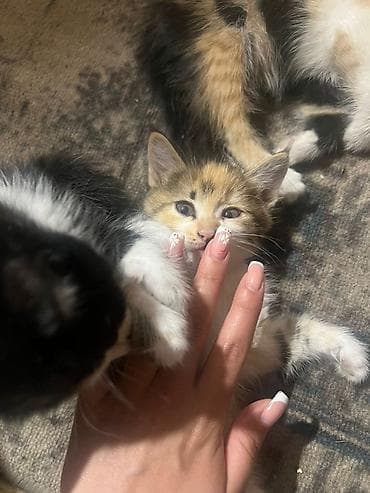 карликовые котята: Кошка даром: Лесная, 2 месяца, Девочка, Приучена к лотку, Проглистована — 3