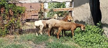 я ищу корова: Продаю | Овца (самка), Баран (самец) | На забой, Для разведения — 2