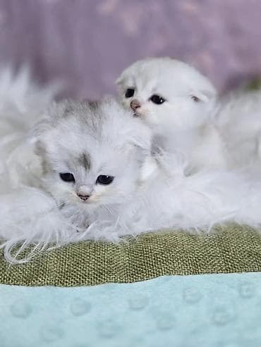 scottish fold: Предлагаем для бронирования чистопородных малышей, мальчики, окрас — 10