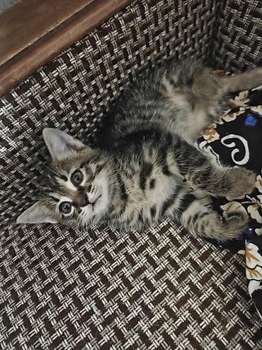 сиамскую кошку: Котята месячные. 1 мальчик и 2 девочки с короткими хвостами. игрывые и — 2
