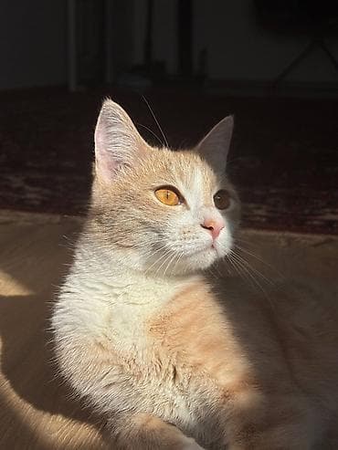 Кошка даром: Беспородная, 2 года, Мальчик, Кастрирована, Приучена к лотку, Проглистована