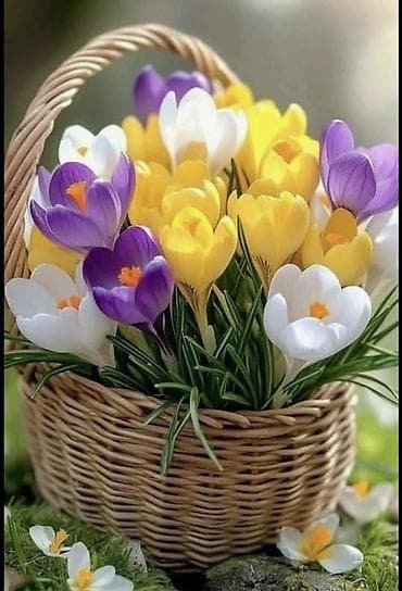 Снимем 2х комн.квартиру, семья из 3 взрослых чел., на 30-35 т.сом at lalafo.kg Снимем 2х комн.квартиру, семья из 3 взрослых чел., на 30-35 т.сом