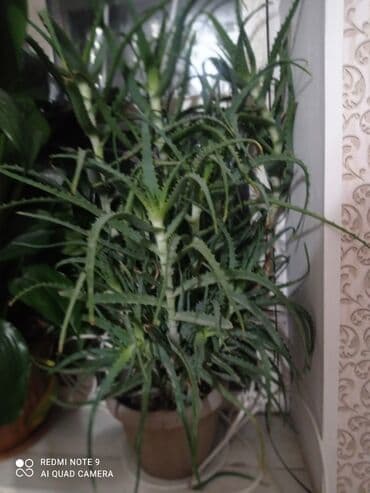 тент материал бишкек: Алоэ — 1