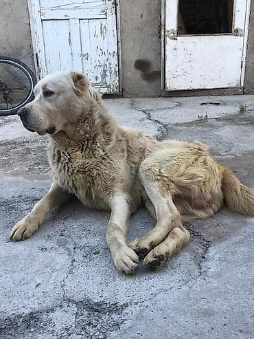 золотистый ротвейлер: Алабай, 1 год, Самец — 2