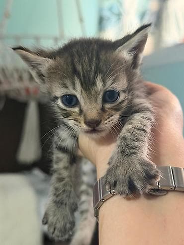 возьму котят: Котята даром только в добрые и ответственные руки с ненавязчивым — 6