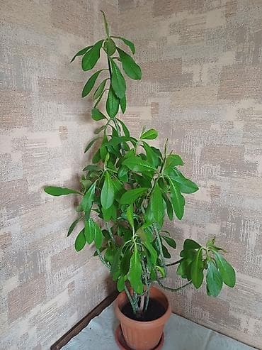 цветы замиокулькас: Комнатное растение в горшке — Белый Молочай Характеристики: - Высота — 3