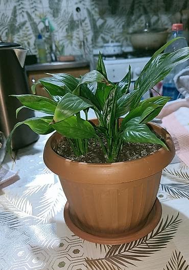 круглый: Спатифиллум (Spathiphyllum) в горшке - Компактный куст с плотной — 3