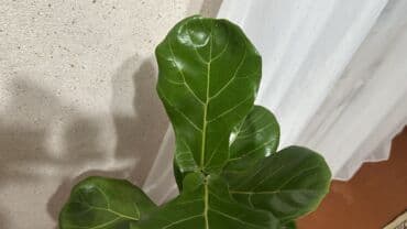 ножовка садовая: Фикус лирата (Ficus lyrata), комнатное декоративнолиственное растение — 6